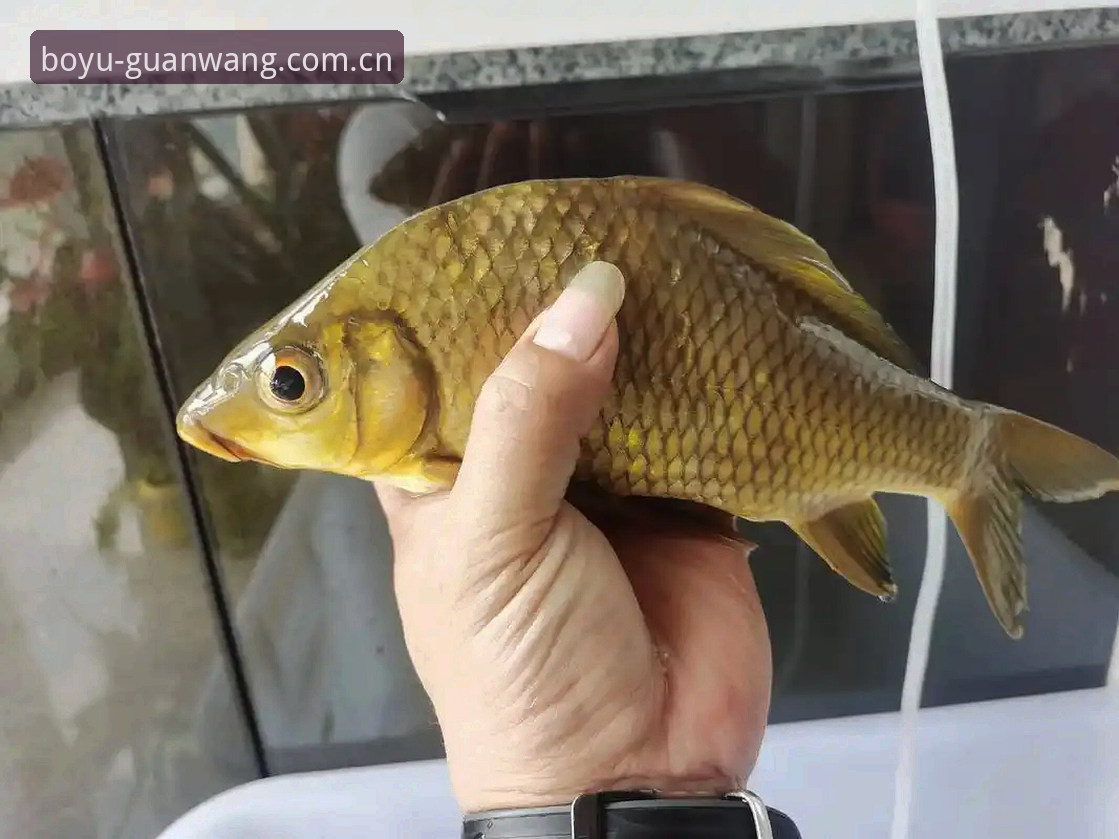 博鱼体育最新版本 博鱼app平台新手指南:获取博鱼体育最新版本的完整教程